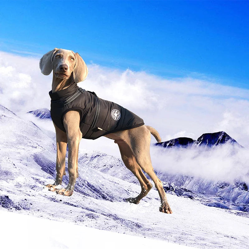 PawHug™ Winter Dog Jacket with Built-In Harness